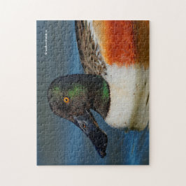 Sluiting van een Handsome Northern Shoveler Duck Legpuzzel