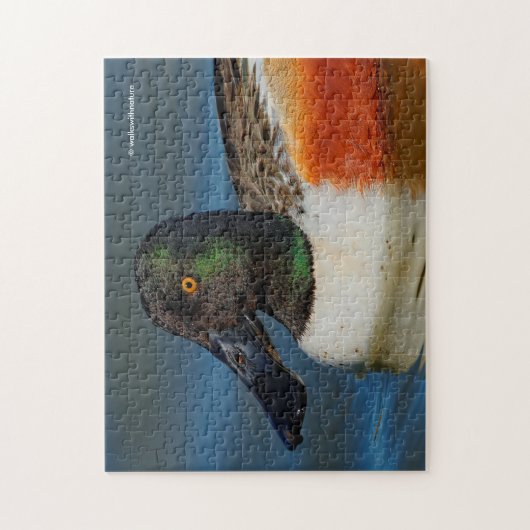 Sluiting van een Handsome Northern Shoveler Duck Legpuzzel (Verticaal)