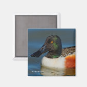 Sluiting van een Handsome Northern Shoveler Duck Magneet (Voorkant / Achterkant)