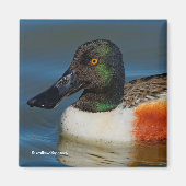 Sluiting van een Handsome Northern Shoveler Duck Magneet (Voorkant)
