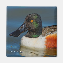 Sluiting van een Handsome Northern Shoveler Duck Magneet