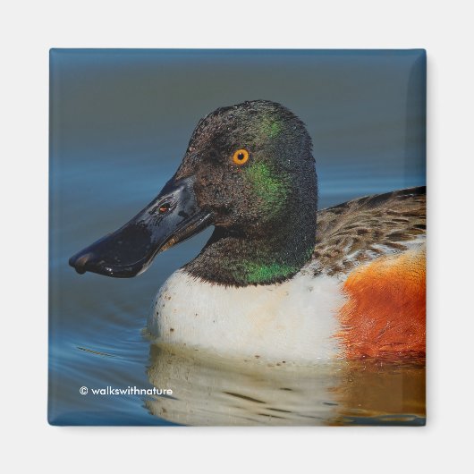 Sluiting van een Handsome Northern Shoveler Duck Magneet (Voorkant)