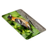 Sluiting van een handvat met zwarte kop magneet (Rechterzijde)