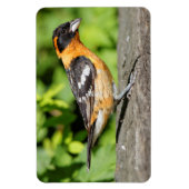 Sluiting van een handvat met zwarte kop magneet (Verticaal)