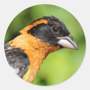 Sluiting van een handvat met zwarte kop ronde sticker