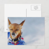 Sluiting van een hond briefkaart (Voorkant / Achterkant)