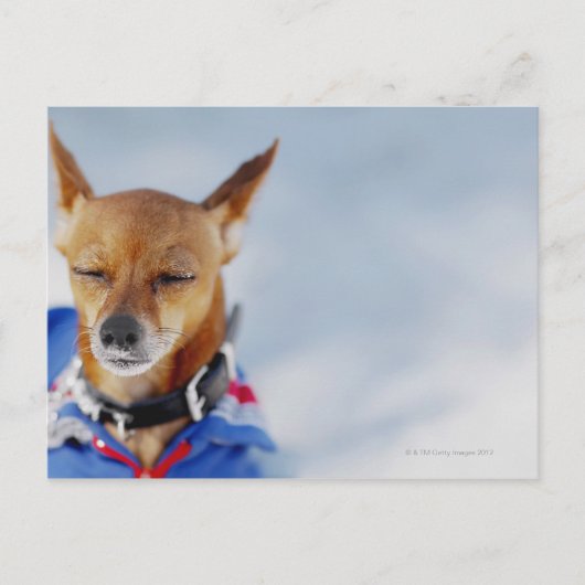 Sluiting van een hond briefkaart (Voorkant)