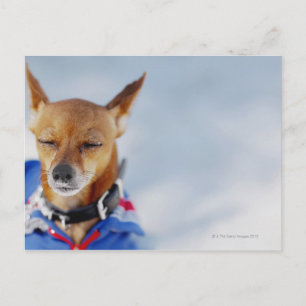 Sluiting van een hond briefkaart