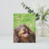 Sluiting van een hond uit Dachshund Briefkaart (Staand voorkant)