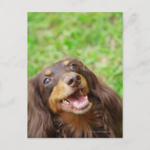 Sluiting van een hond uit Dachshund Briefkaart