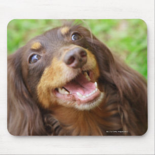 Sluiting van een hond uit Dachshund Muismat