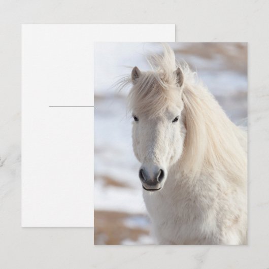 Sluiting van een IJslands witte paard Briefkaart (Voorkant / Achterkant)