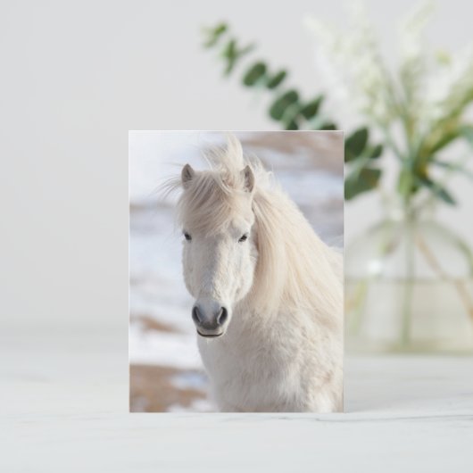 Sluiting van een IJslands witte paard Briefkaart (Staand voorkant)