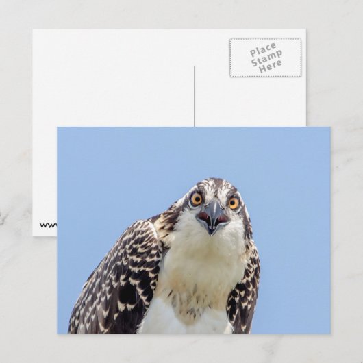Sluiting van een jonge Osprey Briefkaart (Voorkant / Achterkant)