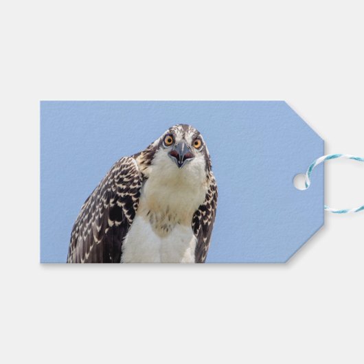 Sluiting van een jonge Osprey Cadeaulabel (Voorkant (Horizontaal))