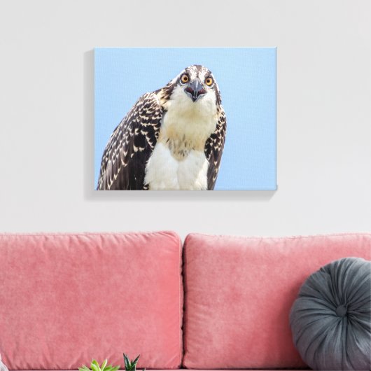 Sluiting van een jonge Osprey Canvas Afdruk (Insitu (Woonkamer))