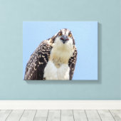 Sluiting van een jonge Osprey Canvas Afdruk (Insitu (Houten vloer))