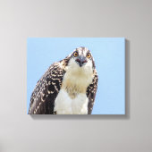 Sluiting van een jonge Osprey Canvas Afdruk (Voorkant)