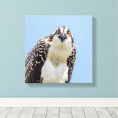Sluiting van een jonge Osprey Canvas Afdruk (Insitu (Houten vloer))