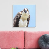 Sluiting van een jonge Osprey Canvas Afdruk (Insitu (Woonkamer))