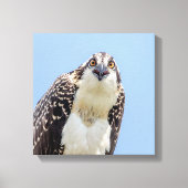 Sluiting van een jonge Osprey Canvas Afdruk (Voorkant)
