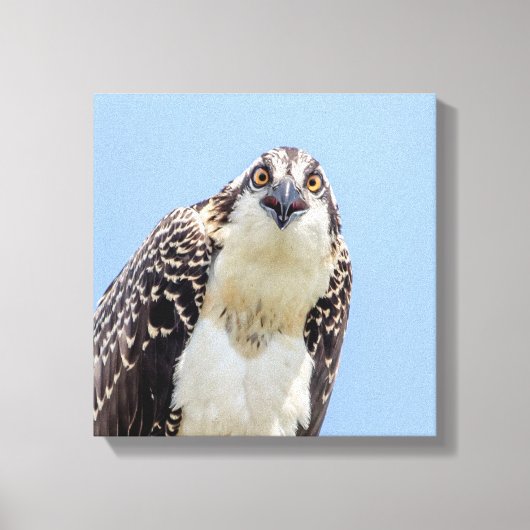 Sluiting van een jonge Osprey Canvas Afdruk (Voorkant)