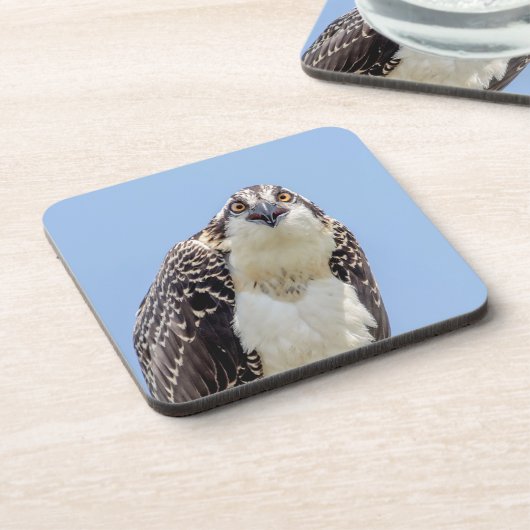 Sluiting van een jonge Osprey Drankjes Onderzetter (Linkerzijde)