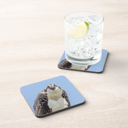 Sluiting van een jonge Osprey Drankjes Onderzetter (Rechterzijde)