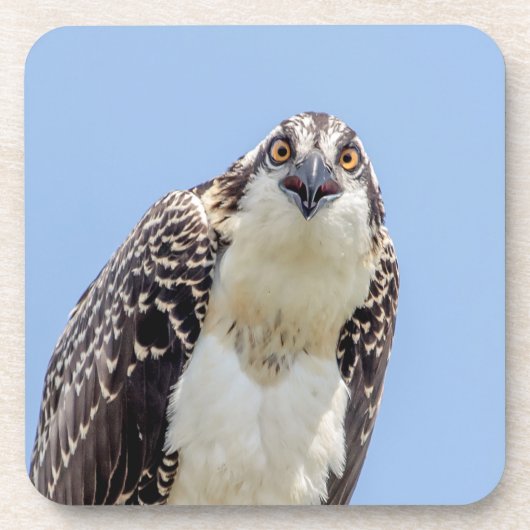 Sluiting van een jonge Osprey Drankjes Onderzetter (Voorkant)