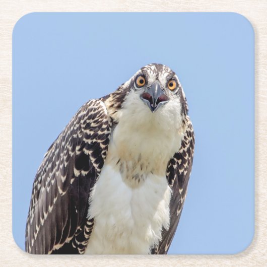 Sluiting van een jonge Osprey Kartonnen Onderzetters (Voorkant)