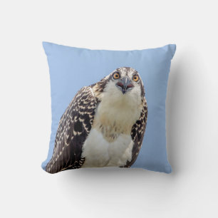 Sluiting van een jonge Osprey Kussen