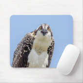 Sluiting van een jonge Osprey Muismat (Met muis)