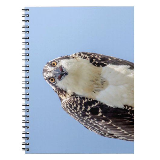 Sluiting van een jonge Osprey Notitieboek (Voorkant)