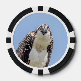 Sluiting van een jonge Osprey Poker Chips
