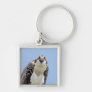 Sluiting van een jonge Osprey Sleutelhanger