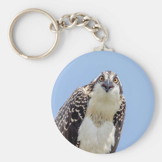 Sluiting van een jonge Osprey Sleutelhanger (Voorkant)