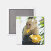 Sluiting van een kapucijnaap die een vrucht eet magneet (Voorkant / Achterkant)