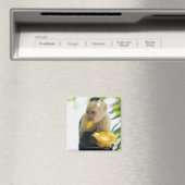 Sluiting van een kapucijnaap die een vrucht eet magneet (Insitu (Vaatwasser))