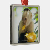 Sluiting van een kapucijnaap die een vrucht eet metalen ornament (Rechts)