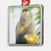 Sluiting van een kapucijnaap die een vrucht eet metalen ornament (Links)