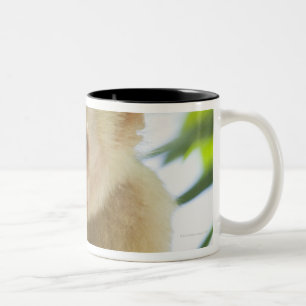 Sluiting van een kapucijnaap die een vrucht eet tweekleurige koffiemok