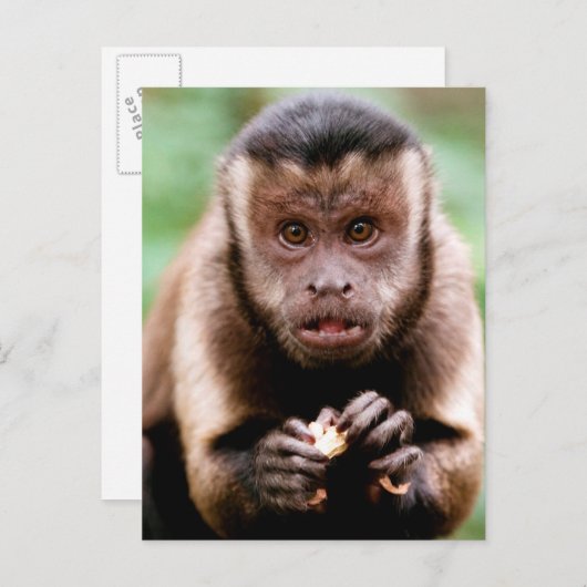 Sluiting van een kapucijnaapje met zwarte loper briefkaart (Voorkant / Achterkant)