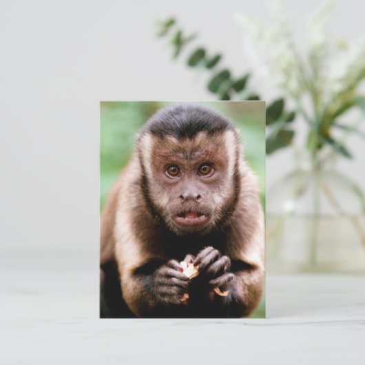 Sluiting van een kapucijnaapje met zwarte loper briefkaart (Staand voorkant)