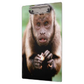 Sluiting van een kapucijnaapje met zwarte loper klembord (Links)