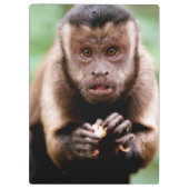 Sluiting van een kapucijnaapje met zwarte loper klembord (Achterkant)