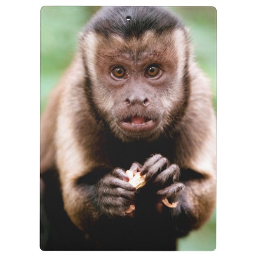 Sluiting van een kapucijnaapje met zwarte loper klembord (Achterkant)