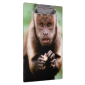 Sluiting van een kapucijnaapje met zwarte loper klembord (Rechts)