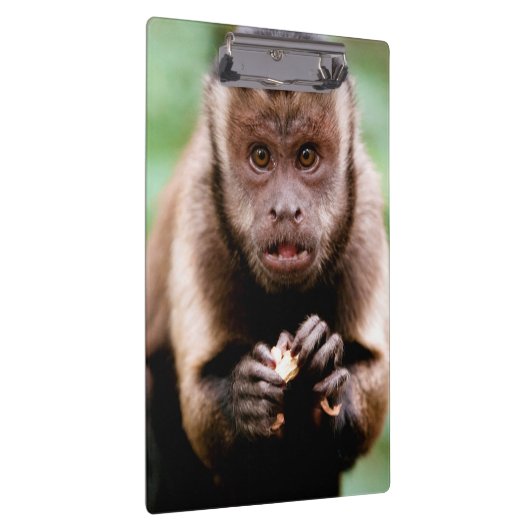 Sluiting van een kapucijnaapje met zwarte loper klembord (Rechts)