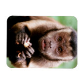 Sluiting van een kapucijnaapje met zwarte loper magneet (Horizontaal)