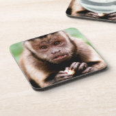 Sluiting van een kapucijnaapje met zwarte loper onderzetter (Linkerzijde)